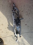 Windshield Wiper Transmission Linkage W/motor 85150-02310 Toyota Corolla 20. Fixed Price $60.00.