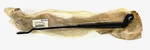 Genuine Mopar Windshield Wiper Arm Front Right 4717364AB. Fixed Price $23.96.