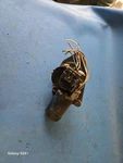 87 88 89 90 91 92 93 Ford Taurus Windshield Wiper Motor Dual Plugs 70999. Fixed Price $49.85.