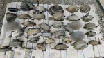 Lot Of Vintage Vacuum Windshield Wiper Motors Trico 1950S Chevy Buick Gm. Fixed Price $149.00.