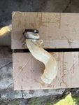 1975-79 Corvette Windshield Washer Bottle Neck Extension Tube Gm 344810. Fixed Price $45.00.